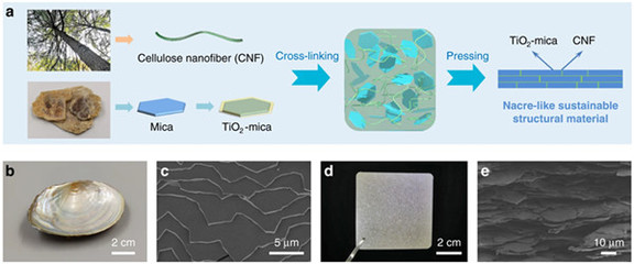 中國科學(xué)家研發(fā)仿生新材料，高性能纖維與復(fù)合材料助力塑料替代